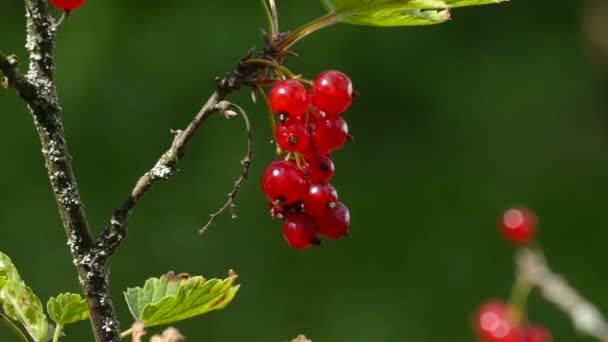 Rote Johannisbeeren mit den Händen sammeln — Stockvideo