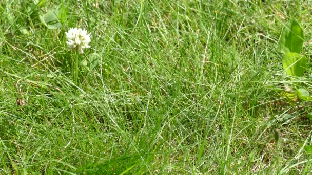 Grünes Gras nach dem Regensommer — Stockvideo