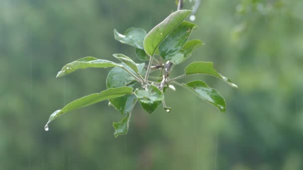 Folhas de um ramo na chuva — Vídeo de Stock
