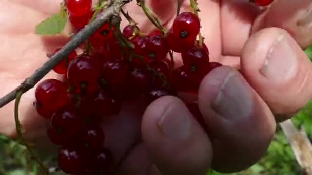 Collecting redcurrants with your hands — Stock Video