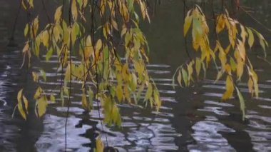 ağaç sarı sonbahar yaprakları ile