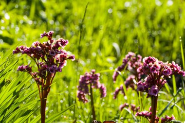Pembe çiçekler bahçedeki yeşil arka planda ev sahipliği yapar.