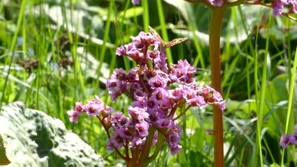 Mariposa recoge néctar en flor — Vídeos de Stock