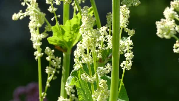 Insecten kruipen in het voorjaar op de plant bij helder weer — Stockvideo