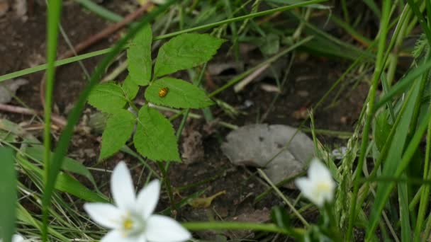 Käfer kriechen auf einem Blatt grünen Frühling — Stockvideo