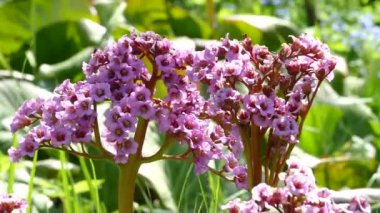 Kelebek çiçekte nektar toplar