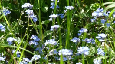 Baharda mavi çiçekler