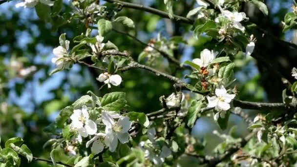 Les pommiers de l'épinette fleurissent sur la branche au printemps — Video