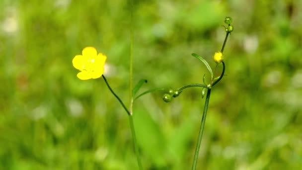 Flores amarillas entre la vegetación del jardín — Vídeos de Stock