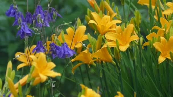 Flores amarillas y azules en los jardines del jardín bajo la lluvia — Vídeos de Stock