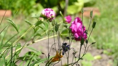 Yaz tatilinde çiçekler