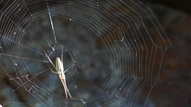 Large spider hunts in summer — Stock Video