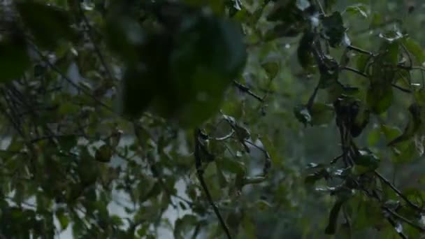 雨の中の木の枝 — ストック動画