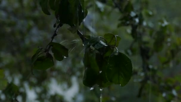 Tree branch in the rain — Stock Video