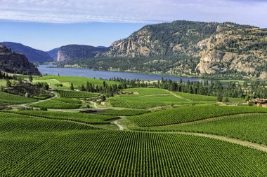 Güney Okanagan şarap üzüm bağları Pentiction British Columbia Kanada içinde belgili tanımlık geçmiş Vaseux göl ve dağ uçurumlar ile yakın: