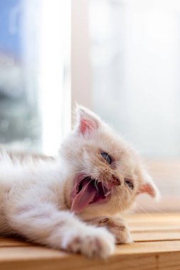 Sevimli küçük kedi yavrusu masada uyuyor, mavi gözlü beyaz kedi yavrusu