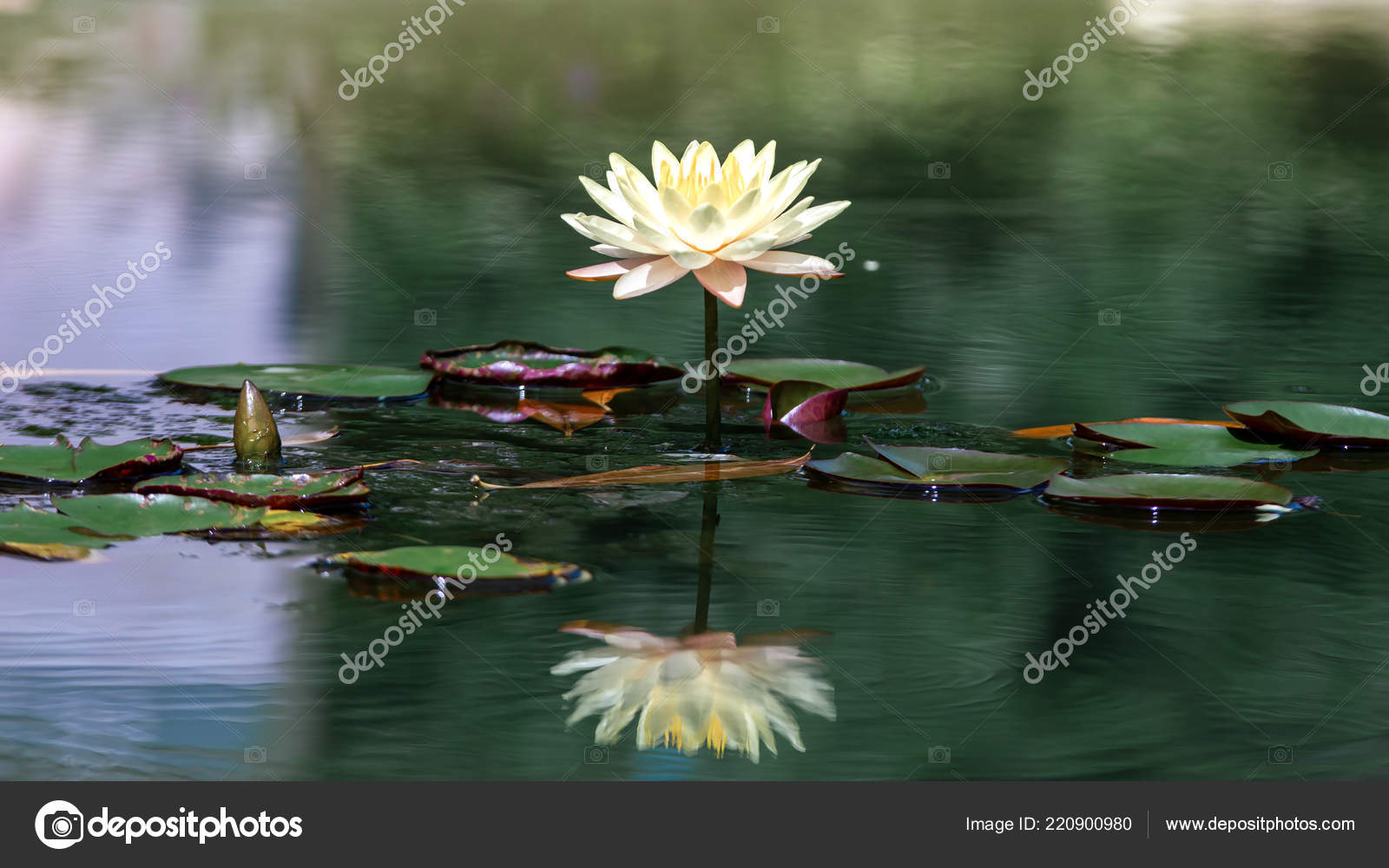 Beautiful White Lotus Flower Yellow Stamen Green Leaf Pond Stock Photo Image By C Nutcoffeestory Beautiful White Lotus Flower Yellow Stamen Green Leaf Pond Stock Photo Image By C Nutcoffeestory