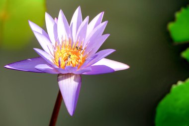 Bal arısı ile güzel mor Lotus çiçeği. Arı bal gölet, masmavi su yüzeyi pistil, yeşil yaprak üzerinden toplama ile yakın odak