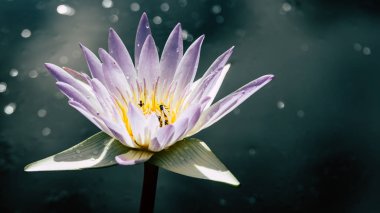 Güzel Beyaz Lotus çiçeği ile sarı ercik, gölet yaprak yeşil