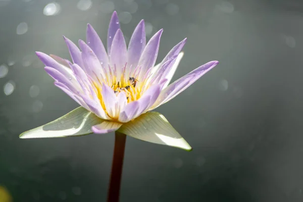 Gyönyörű Lila Lótuszvirág Mézelő Méh Közeli Fókusz Méh Bibe Zöld — Stock Fotó