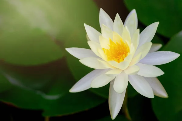 Красивый Белый Цветок Лотоса Желтой Тычиной Зеленый Лист Пруду — стоковое фото