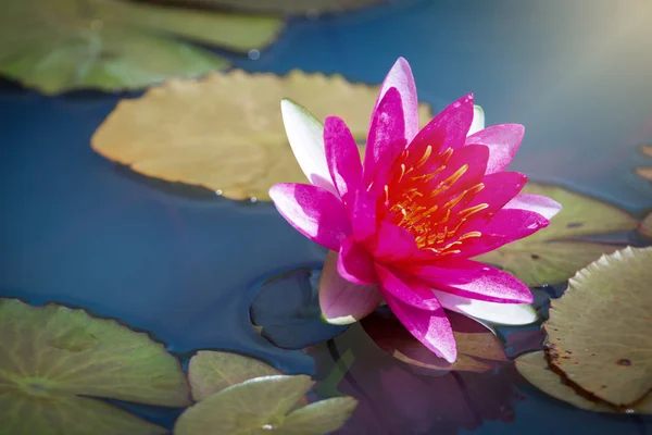 Gyönyörű Pink Lotus Flower Zöld Levél Mély Kék Víz Felszínén — Stock Fotó