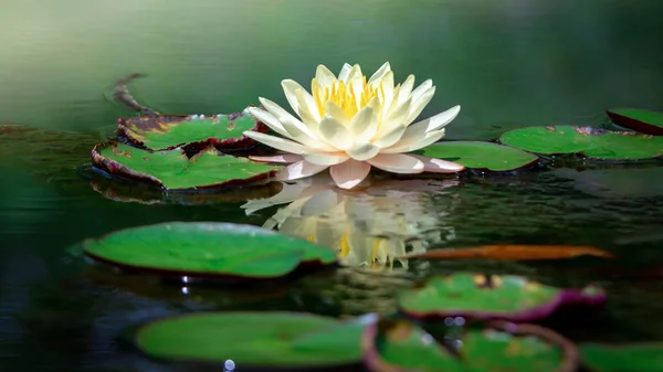 Beautiful White Lotus Flower Yellow Stamen Green Leaf Pond — Stock Photo, Image