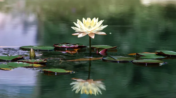 Beautiful White Lotus Flower Yellow Stamen Green Leaf Pond — Stock Photo, Image