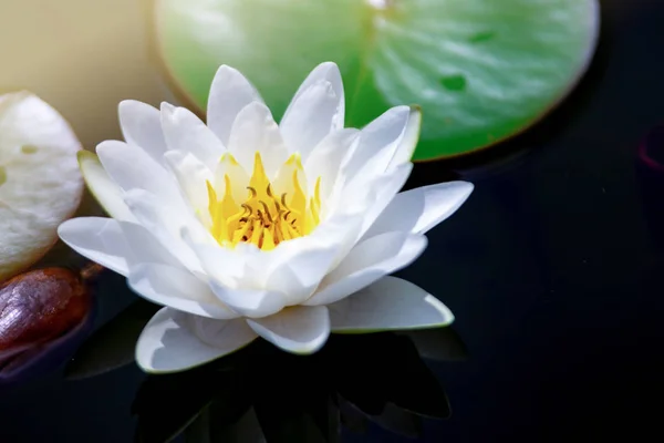Gyönyörű Fehér Lótusz Virág Sárga Elvirágzás Zöld Levél Tóban — Stock Fotó