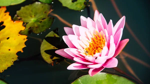 Gyönyörű Pink Lotus Flower Zöld Levél Mély Kék Víz Felszínén — Stock Fotó