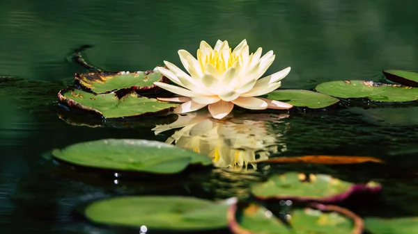 Beautiful White Lotus Flower Yellow Stamen Green Leaf Pond — Stock Photo, Image