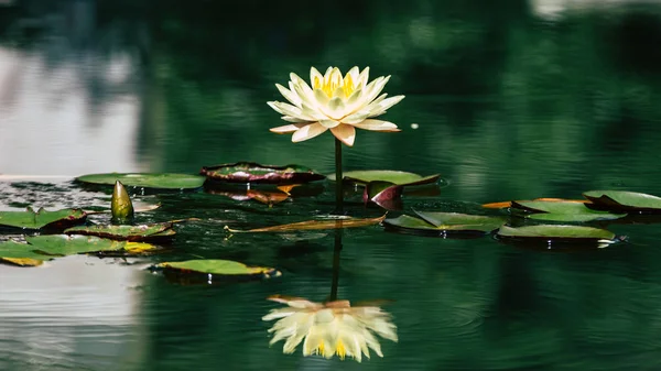 Beautiful White Lotus Flower Yellow Stamen Green Leaf Pond — Stock Photo, Image