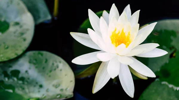 Gyönyörű Fehér Lótusz Virág Sárga Elvirágzás Zöld Levél Tóban — Stock Fotó
