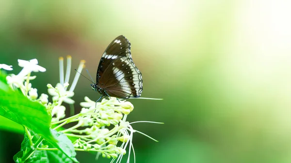 Papillon Mange Eau Douce Fleur Dans Jardin — Photo