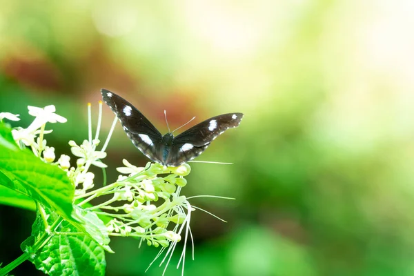 Papillon Mange Eau Douce Fleur Dans Jardin — Photo