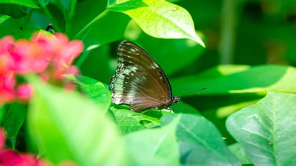 Papillon Mange Eau Douce Fleur Dans Jardin — Photo