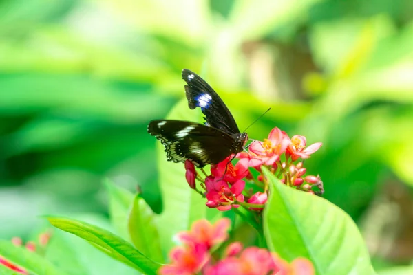 Butterfly Eating Sweet Water Flower Garden Stock Picture