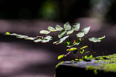 Ağaçta yeşil yosun