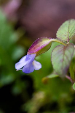 Bahçedeki güzel çiçekler