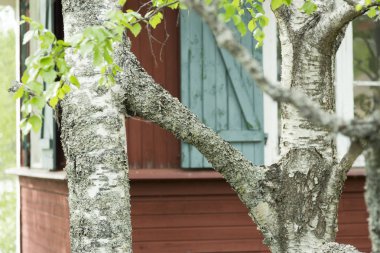 İki huş ağaçlarının yetiştirilen arka planda bina ile birlikte.