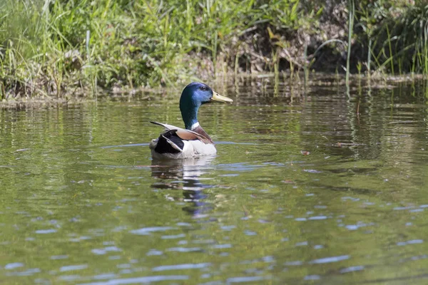 Masculino Mallard Natação Água — Fotografia de Stock