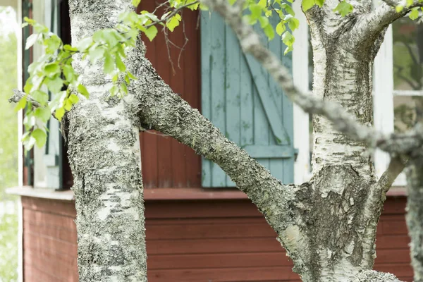 İki huş ağaçlarının yetiştirilen arka planda bina ile birlikte.