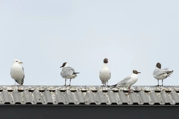 Common Gull Black Headed Gulls Roof — Stock Photo, Image