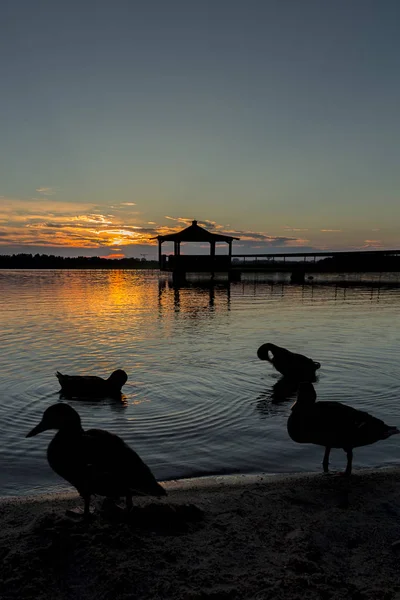 日落时水中野鸭在湖中的凉亭 — 图库照片
