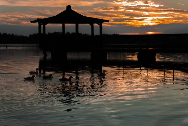 Altana Jezioro Kaczki Krzyżówki Wodzie Zachodzie Słońca — Zdjęcie stockowe
