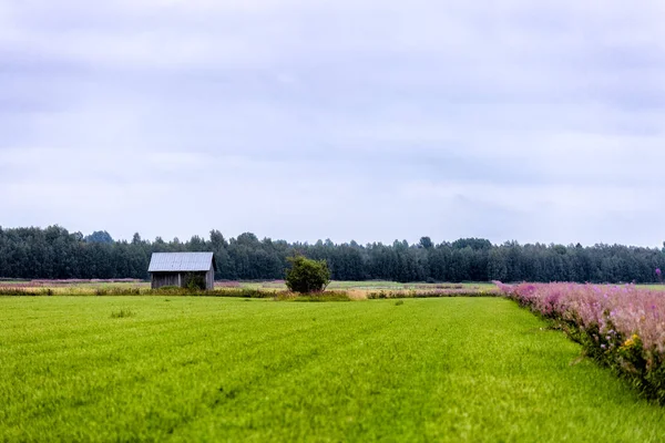 Fienile Farmfield Con Alberi Sullo Sfondo — Foto Stock