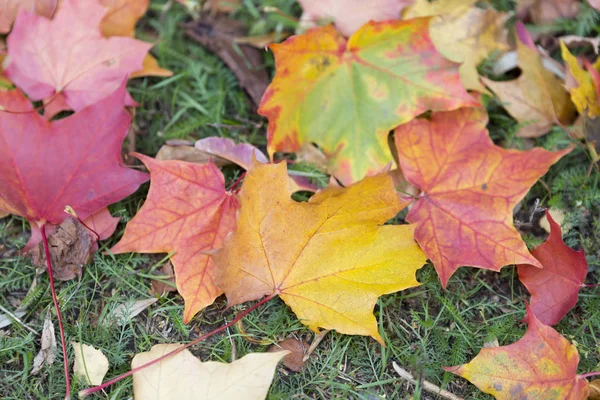 Sonbahar Akçaağaç Yaprakları Yerde — Stok fotoğraf