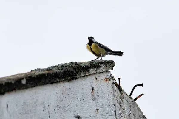 Eski Çatıda Duran Büyük Baştankara Kuş — Stok fotoğraf