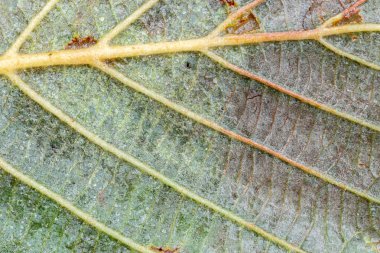 Sonbahar yaprak kadar son derece yakın.