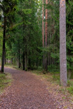 Ladin ve çam ağaçları ile ormanda yol.
